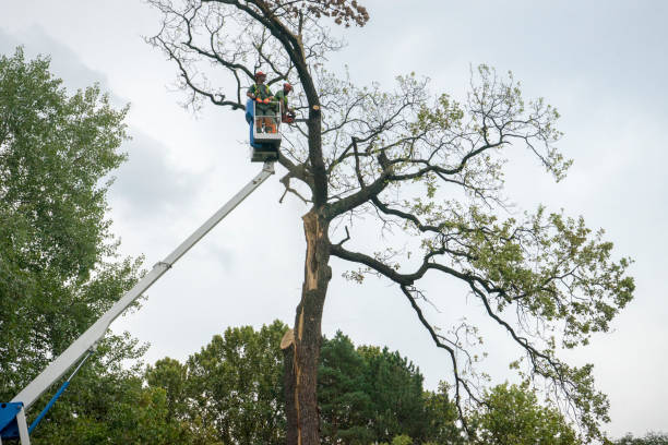 Best Tree Mulching Services  in Wheaton, MD