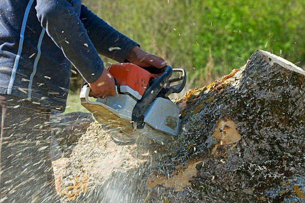 How Our Tree Care Process Works  in  Wheaton, MD